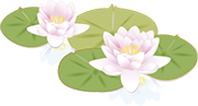 蓮の花